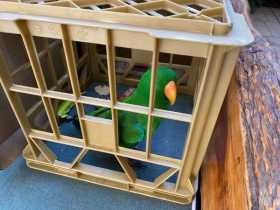 Found Eclectus