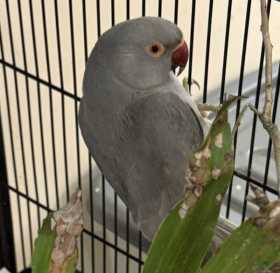 Found Indian Ringneck Parakeet