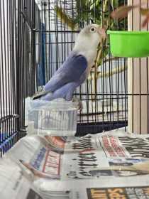 Found Lovebird
