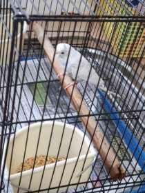 Found Budgerigar