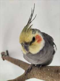Found Cockatiel
