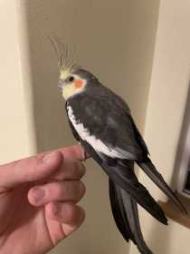 Found Cockatiel