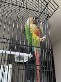 Found Conure
