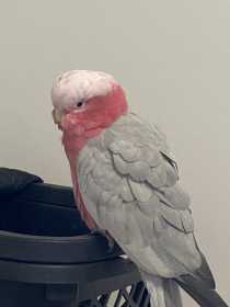 Found Galah Cockatoo