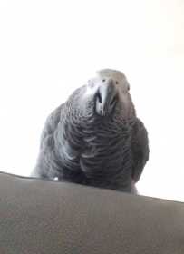 Found African Grey