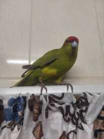 Found Kakariki