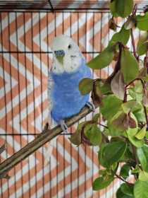 Found Budgerigar