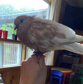 Found Dove