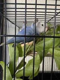 Found Lovebird