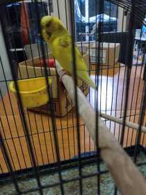 Found Budgerigar