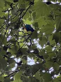 Found Macaw