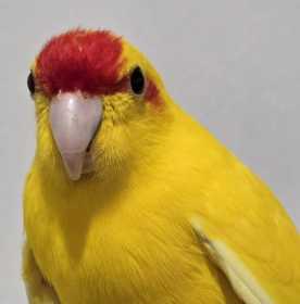 Found Kakariki