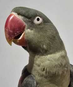 Found Alexandrine