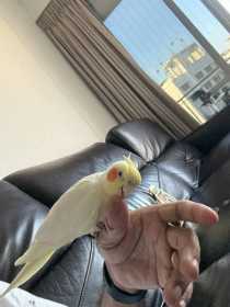 Found Cockatiel