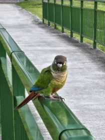 Found Conure