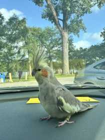 Found Cockatiel
