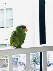 Found Red Crowned Amazon