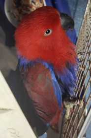 Found Eclectus