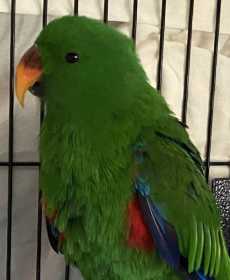 Found Eclectus