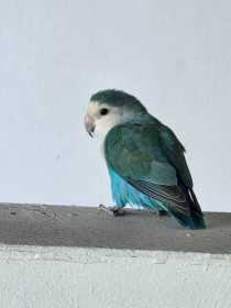 Found Lovebird