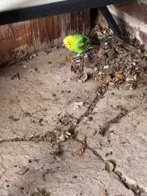 Found Parakeet