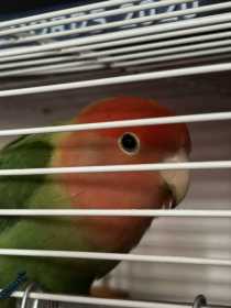 Found Lovebird