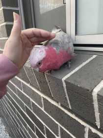 Found Galah Cockatoo
