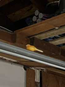 Found Canary