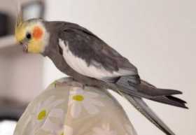 Found Cockatiel