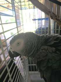 Found African Grey