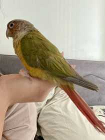 Found Conure