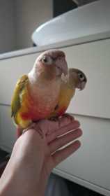 Found Conure