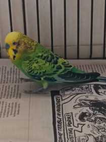 Found Budgerigar