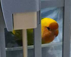 Found Lovebird