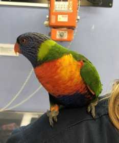 Found Lory / Lorikeet
