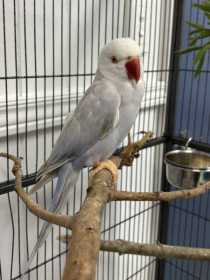 Found Indian Ringneck Parakeet