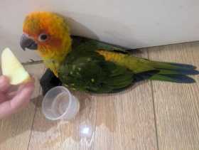 Found Conure