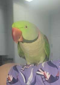 Found Alexandrine