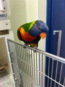 Found Lory / Lorikeet
