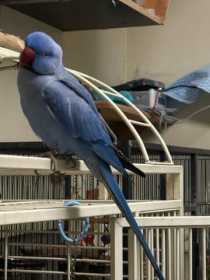 Found Indian Ringneck Parakeet