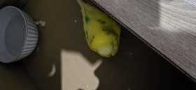 Found Budgerigar
