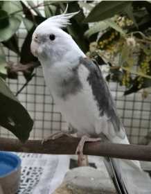 Found Cockatiel