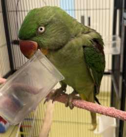 Found Alexandrine