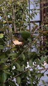Found Conure
