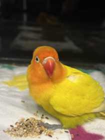 Found Lovebird
