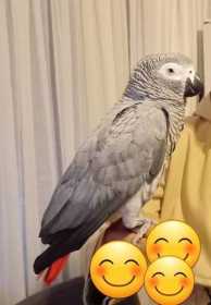Found African Grey