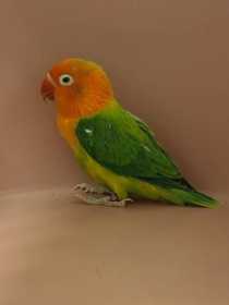 Found Lovebird