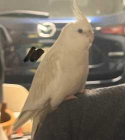 Found Cockatiel