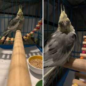 Found Cockatiel