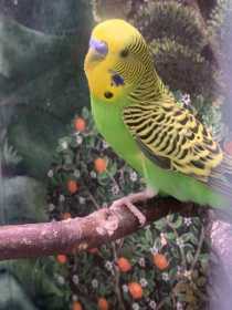 Found Budgerigar